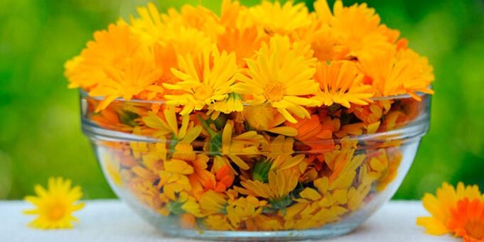 Calendula flowers for the preparation of antifungal infusion